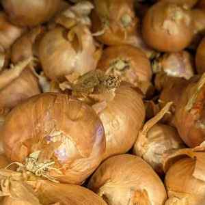 Red Sun - Spring Planting