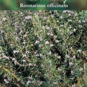 Rosemary