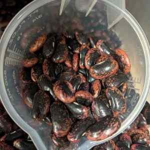 Runner Bean - Polestar