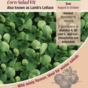 Salad Leaf, Corn Salad Vit (Lambs Lettuce)