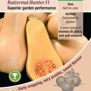 Squash (Winter), Butternut Hunter F1