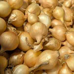 Stuttgart Giant - Spring Planting