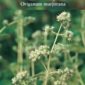 Sweet Marjoram