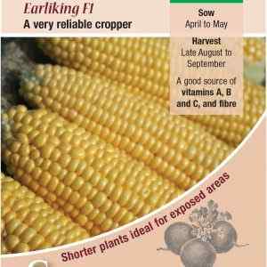 Sweet Corn, Earliking F1