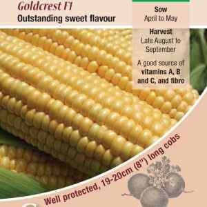 Sweet Corn, Goldcrest F1