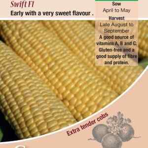 Sweet Corn, Swift F1