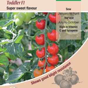 Tomato, Toddler F1