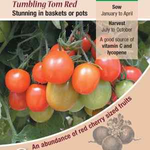 Tomato, Tumbling Tom Red