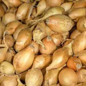 Turbo - Spring Planting