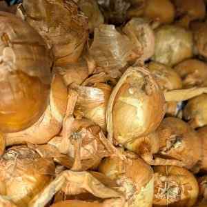 Yellow Moon - Spring/Autumn Planting