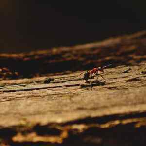 Ant/Wasp/Crawling Insect