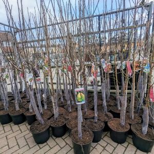 Fruit Trees & Bushes