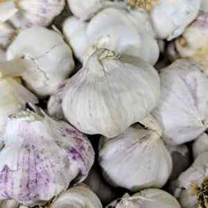 Garlic
